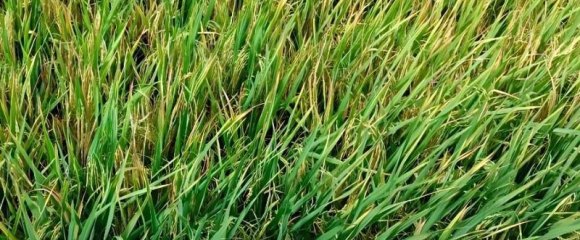 水稻收割應該注意哪些事項？